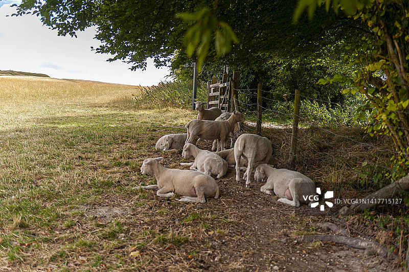 英国牛津郡尤芬顿，2022年7月31日，树下休息的羊群图片素材