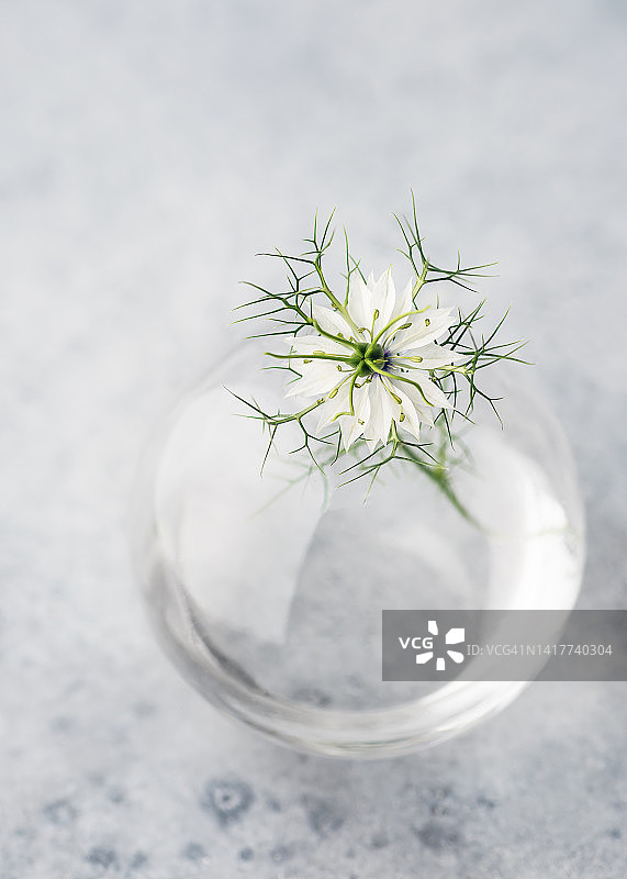 小玻璃球瓶中美丽的白色黑种草花静物图片素材