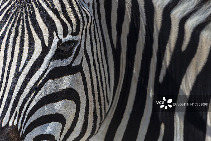 斑马特写图片素材