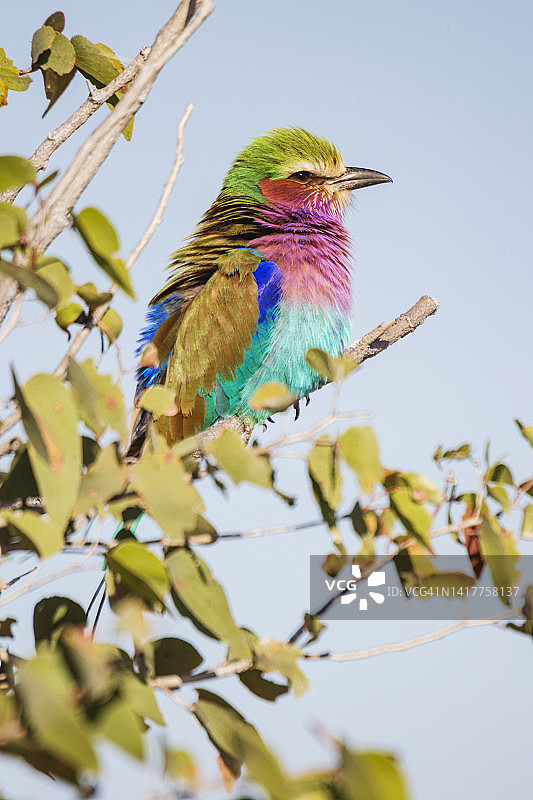 丁香胸辊在莫帕内树上的肖像图片素材