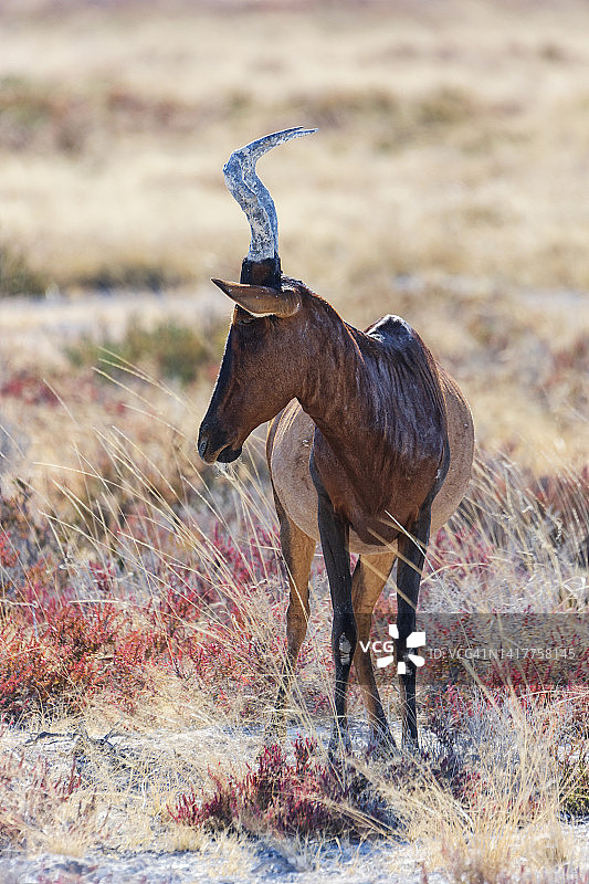 红色狷羚肖像图片素材