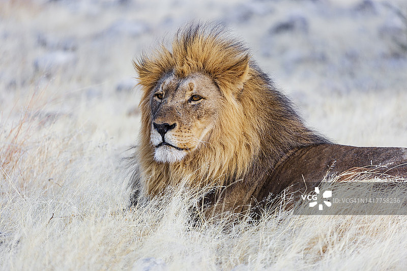雄狮肖像，克莱因纳米托尼图片素材
