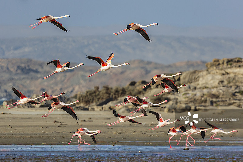 飞行中的大红鹳和粉红鹳图片素材