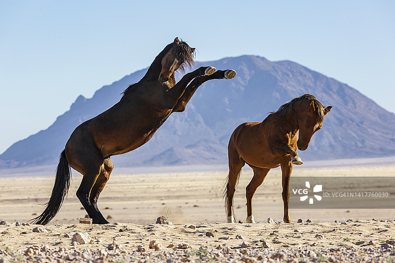 野马种马之间的互动图片素材