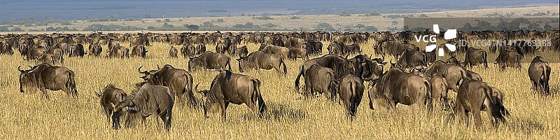 蓝色角马（Connochaetes taurinus），肯尼亚马赛马拉国家保护区图片素材