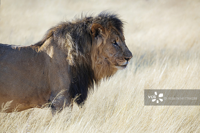 高草丛中的雄狮肖像图片素材