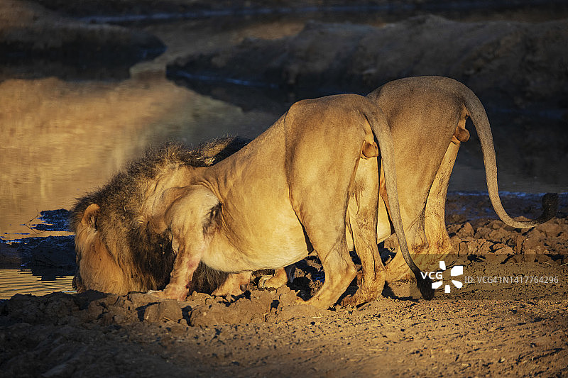 雄狮兄弟在水坑边喝水的后视图图片素材