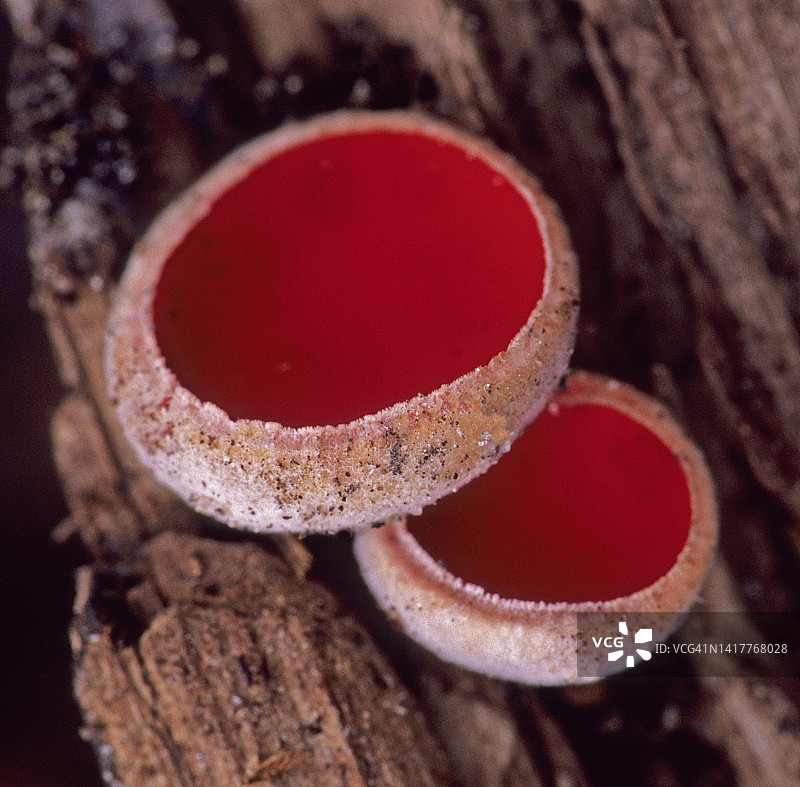 早春真菌——猩红杯菌图片素材