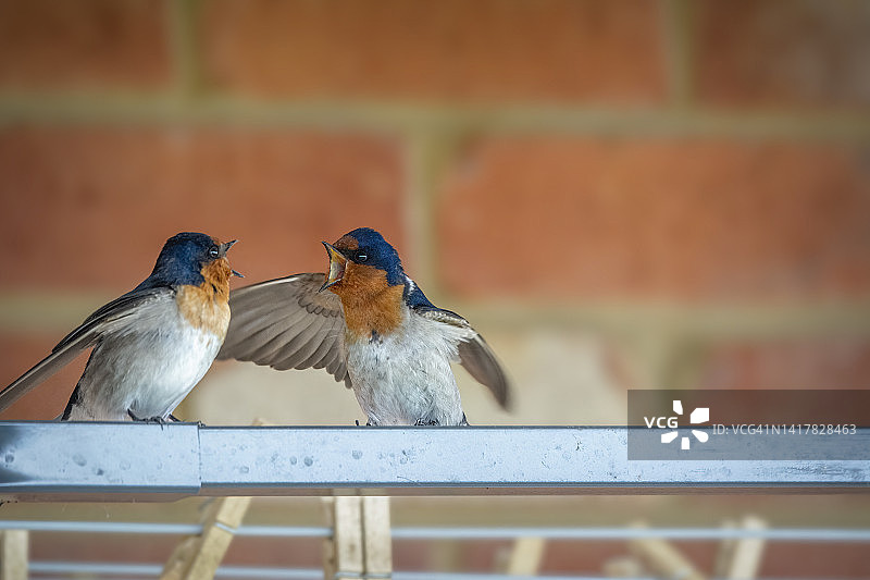 欢迎燕图片素材