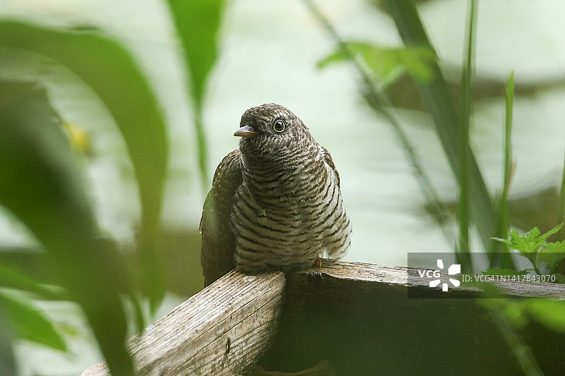 一只小杜鹃鸟等待芦苇莺喂食，它栖息在河边的捕鱼台上，隐藏在芦苇丛中图片素材