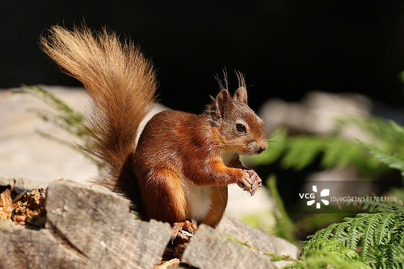 一只坐在树桩上的红松鼠图片素材