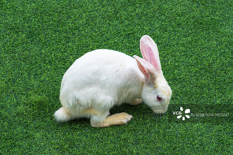 草地上的兔子图片素材