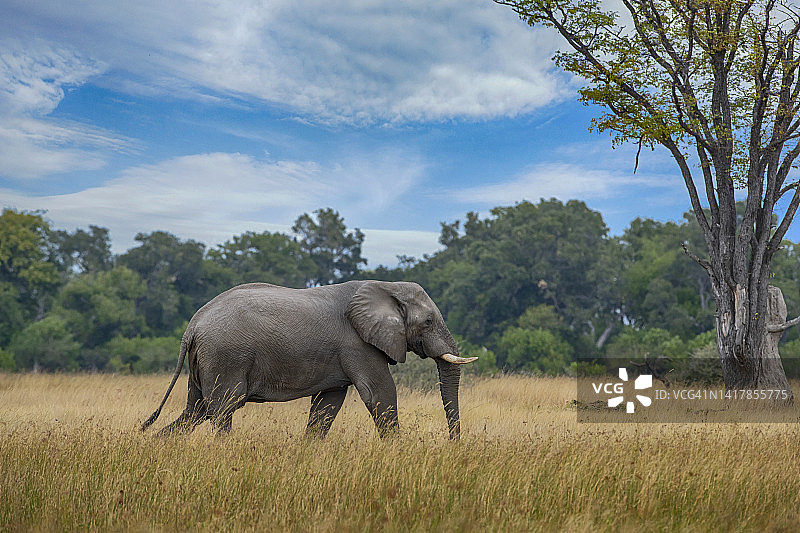 非洲博茨瓦纳奥卡万戈三角洲的非洲象图片素材