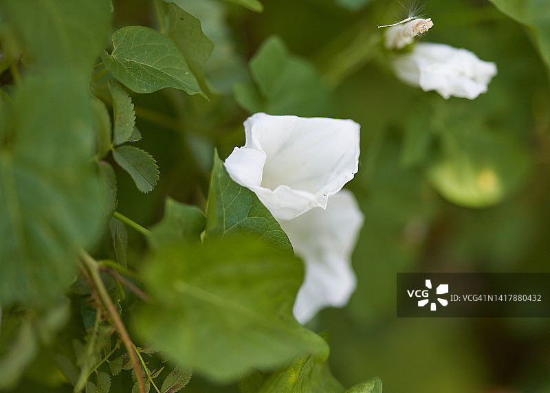 小叶蔷薇图片素材
