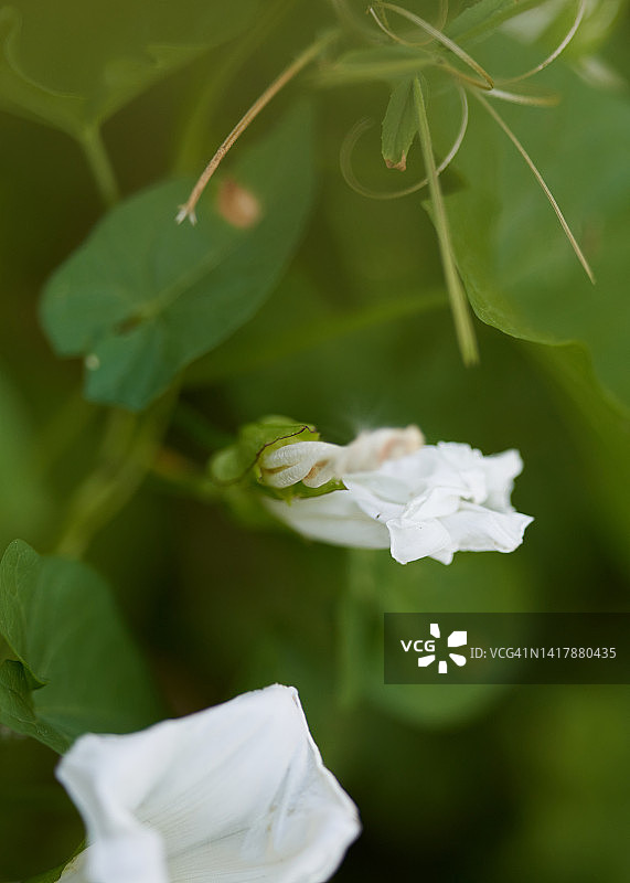 burnet玫瑰图片素材