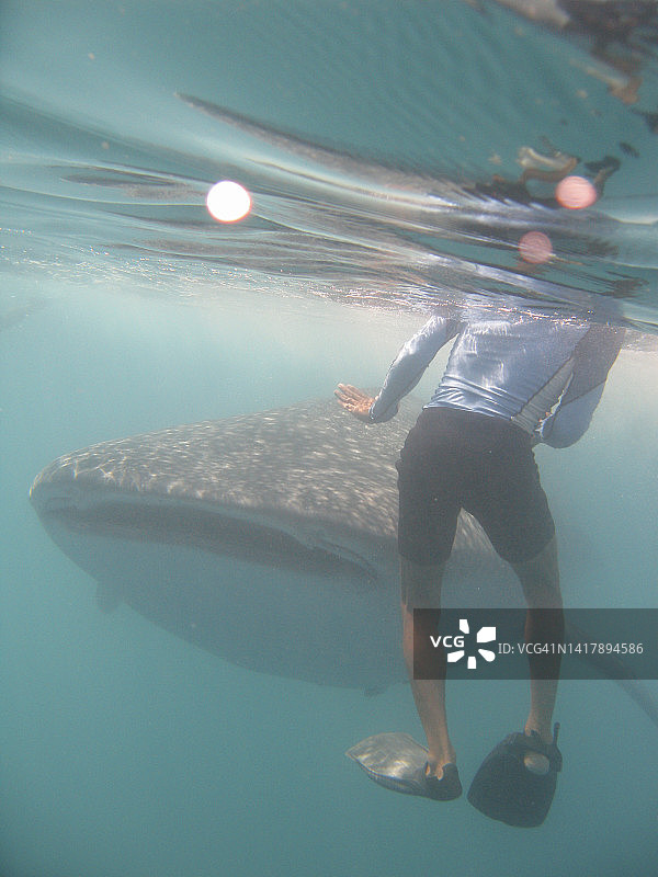 水中的大型鲸鲨图片素材