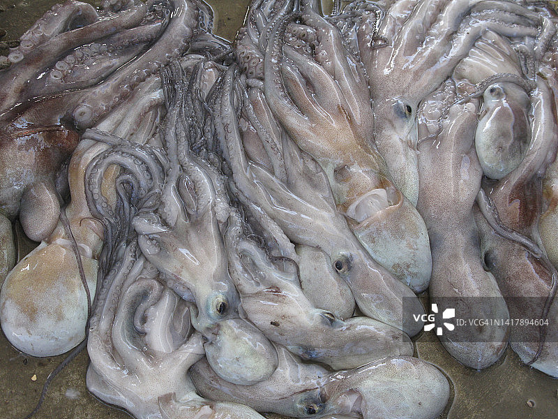 市场上的鱿鱼图片素材