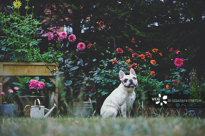 夏末在英国花园里的法国斗牛犬图片素材