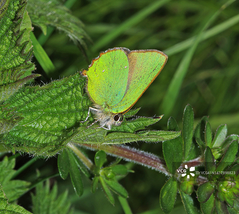 绿灰蝶图片素材
