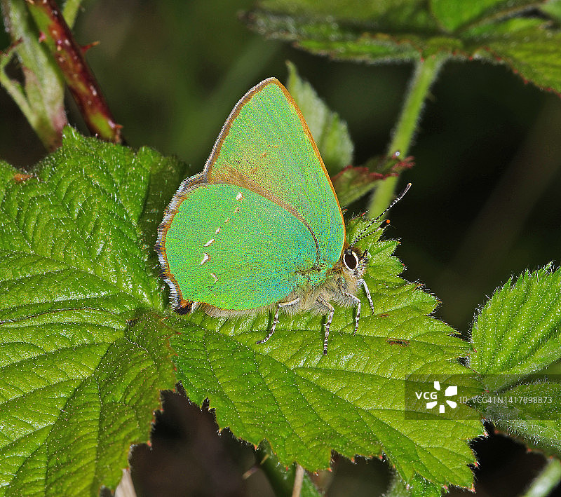 绿灰蝶图片素材