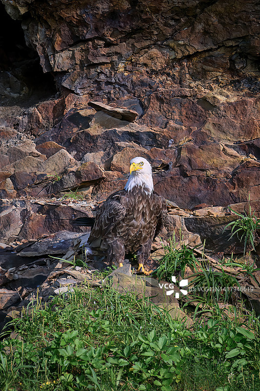 白头海雕栖息在加拿大新斯科舍省布雷顿角岛附近赫里福德岛的岩石上图片素材