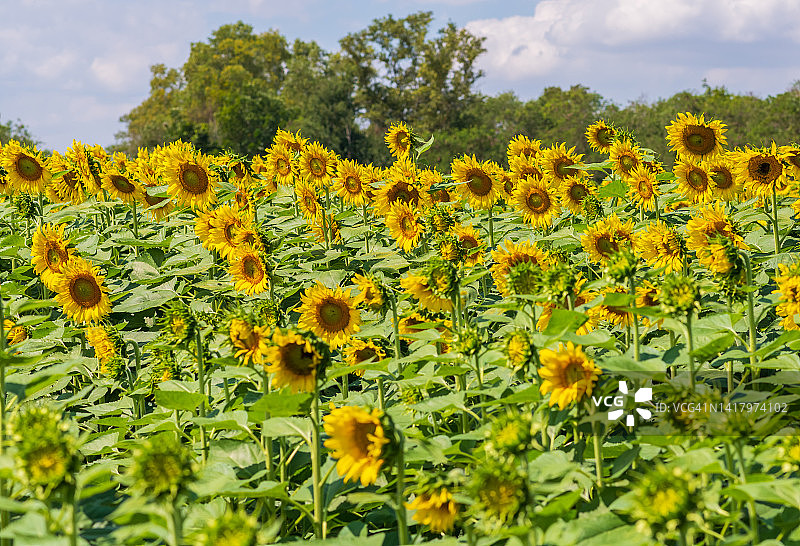 向日葵田里盛开的向日葵特写图片素材