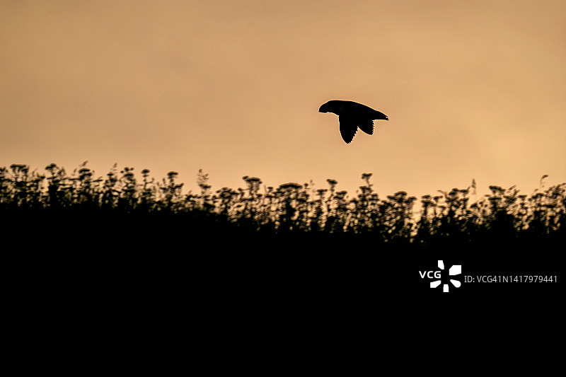 加拿大新斯科舍省布雷顿角岛附近大西洋海鹦飞行剪影图片素材