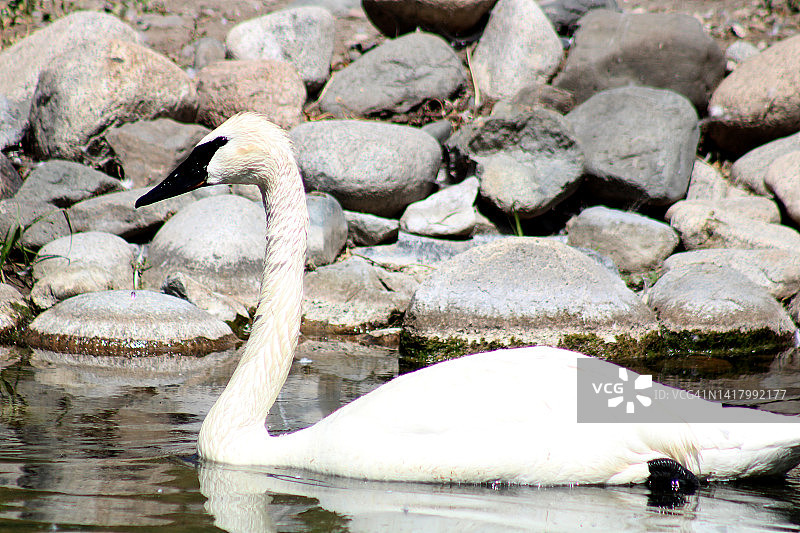 喇叭天鹅图片素材
