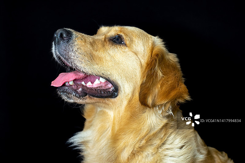 黑色背景上的狗图片素材