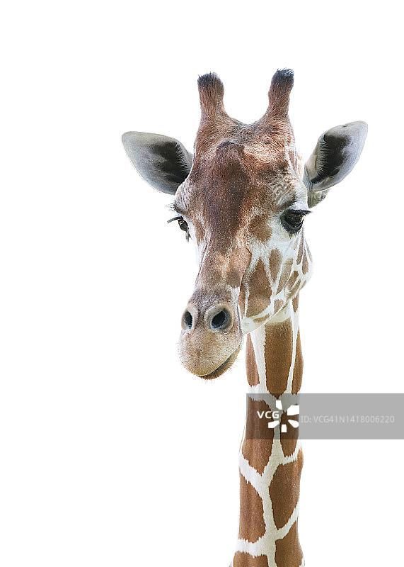 白色背景下的长颈鹿头部和颈部正面图图片素材