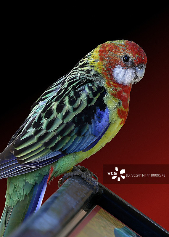 彩色东玫瑰鹦鹉特写图片素材