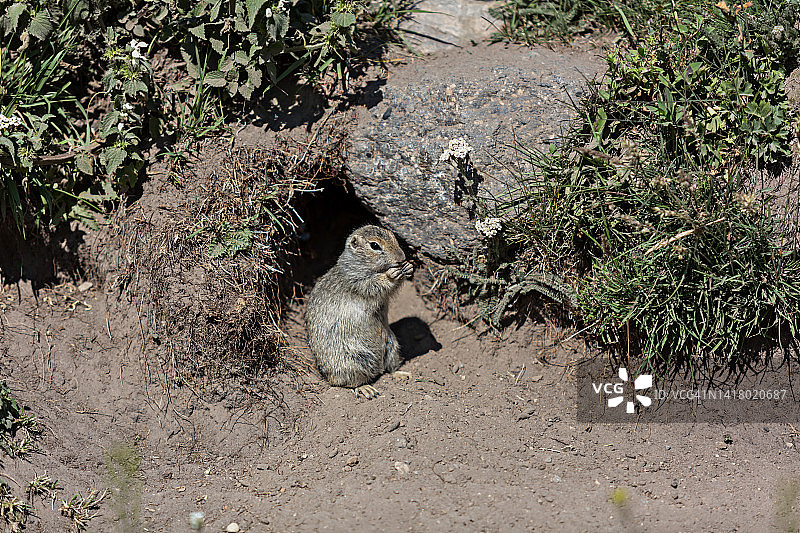 野生地松鼠图片素材