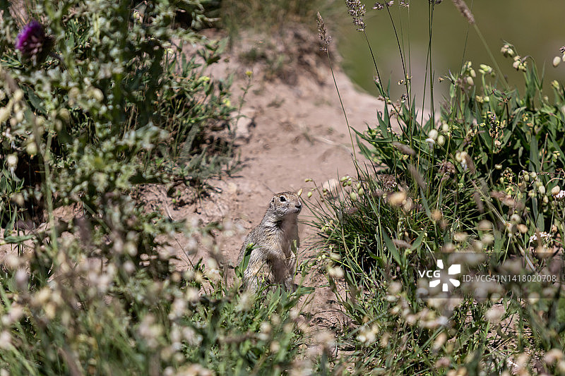 野生地松鼠图片素材