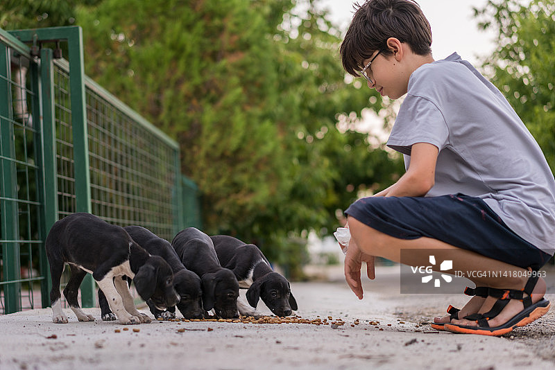男孩在街上喂流浪小狗图片素材