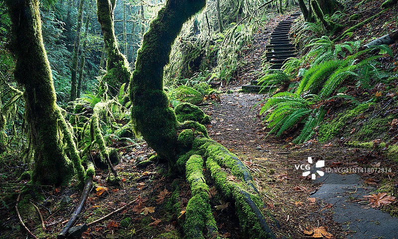 维多利亚不列颠哥伦比亚省秋季托德海湾图片素材