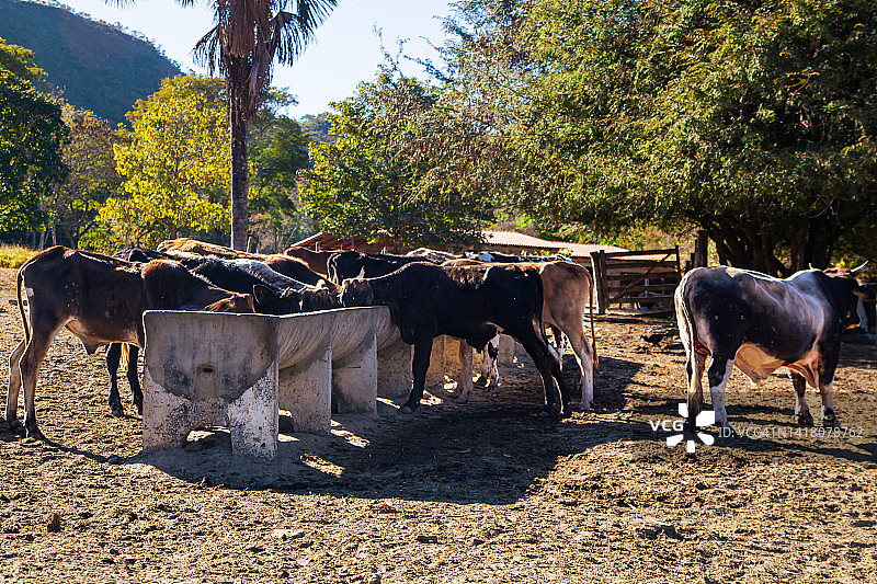 牛的喂养图片素材