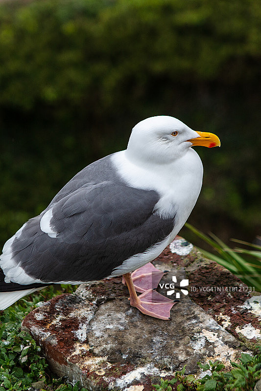 大黑背鸥图片素材