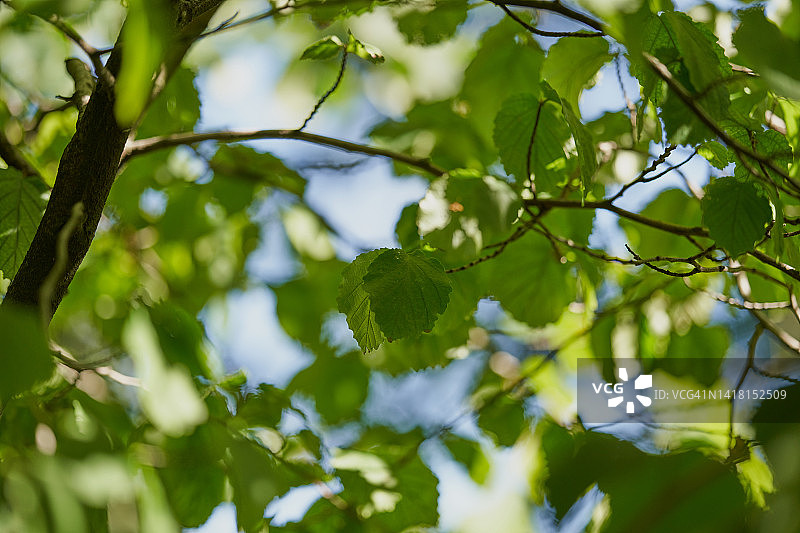 北美金缕梅图片素材
