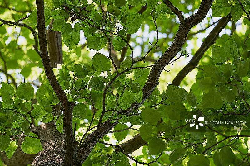 美国楸树图片素材