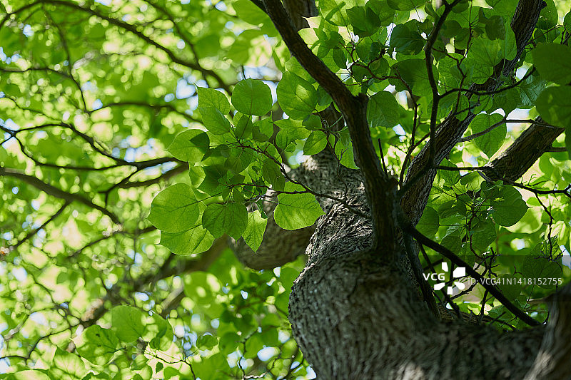 美国楸树图片素材
