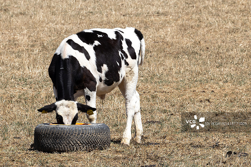 牛从圈中进食图片素材