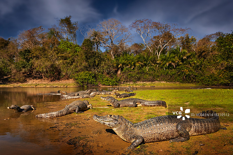巴西潘塔纳尔湿地野生鳄鱼捕鱼图片素材