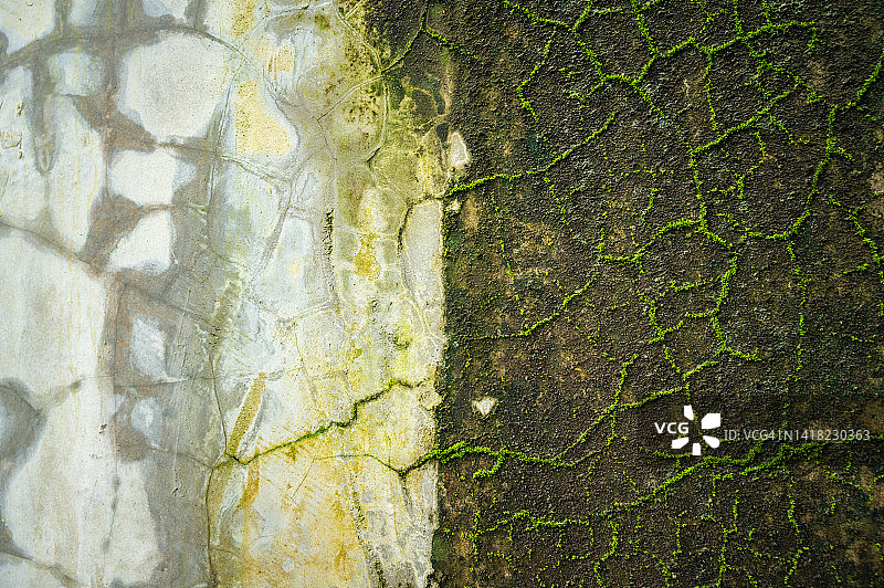 藻类和植物在表面生长的旧水泥墙特写镜头图片素材