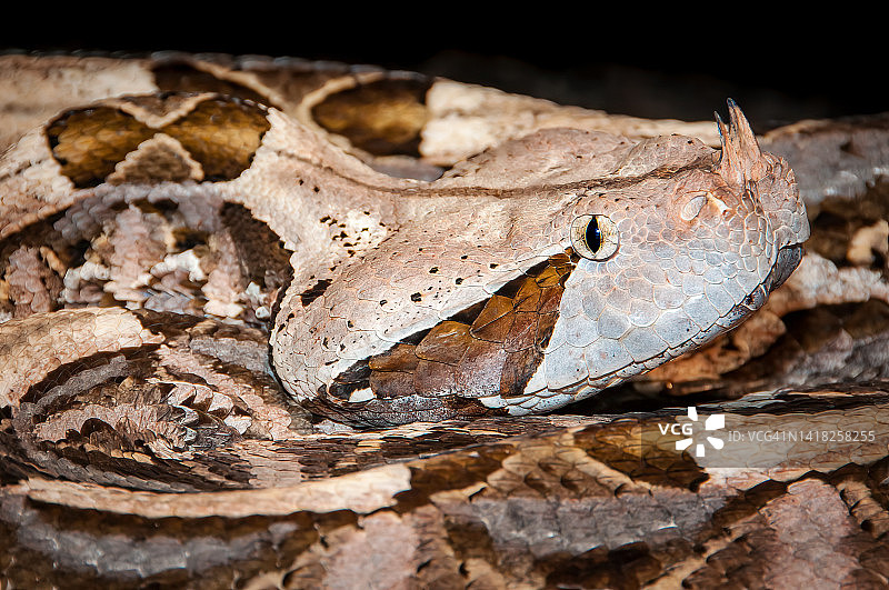 西非加蓬咝蝰图片素材