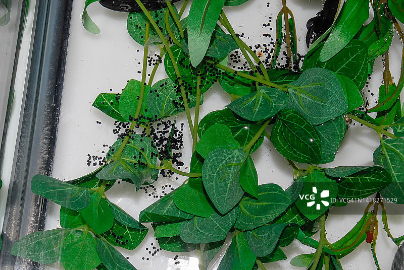 怀俄明州蟾蜍卵图片素材