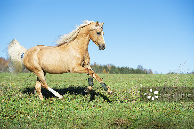 在草地上自由奔跑的长鬃帕洛米诺威尔士矮马，秋季图片素材