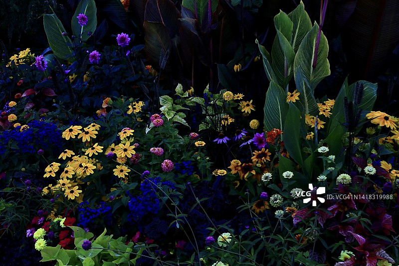 盛开的鲜花图片素材