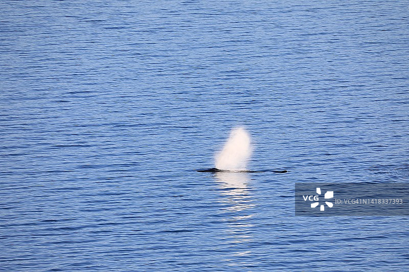 野外喷水的鲸鱼图片素材