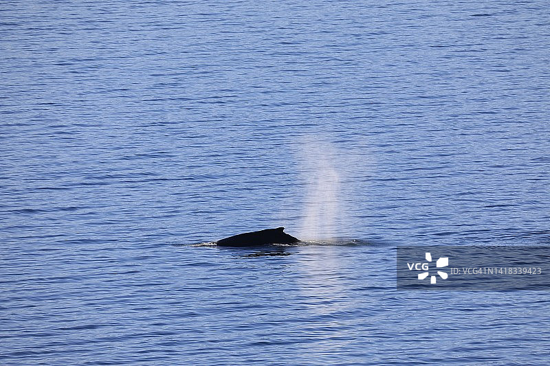 座头鲸图片素材