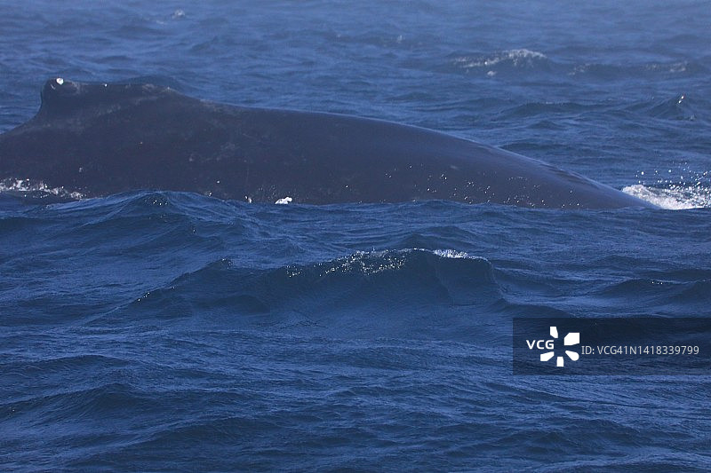 野生座头鲸图片素材